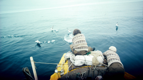 Trondur bird netting