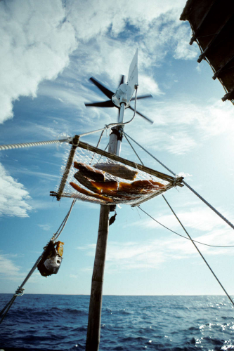 Air drying kingsish under the wind generator