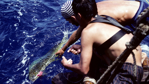 First catch a dorado