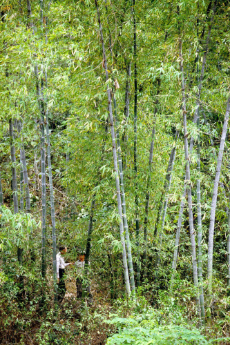 Giant bamboos in the Vietnamese mountains