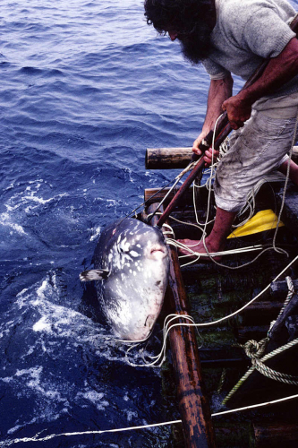 Trondur harpoons a sunfish