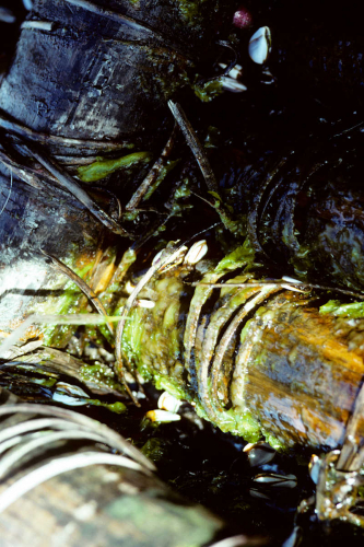 Damaged rattan fastenings and limpets on deck