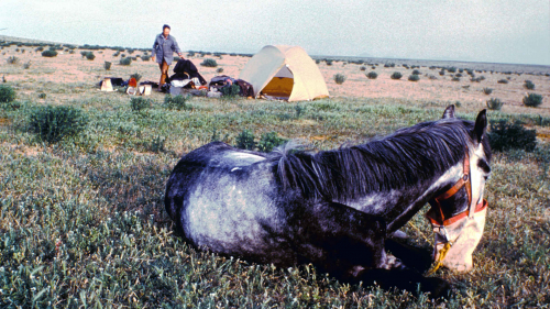Packpony Zippy reclining with feedbag