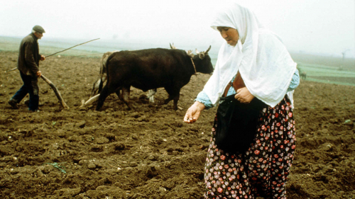 Planting crops