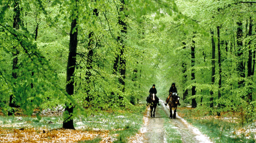 Riding through the Ardennes forest on first day