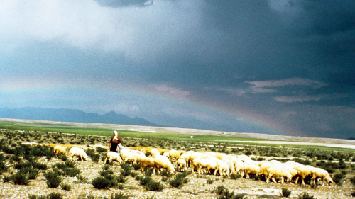Sheep flocks on the great Turkish steppes