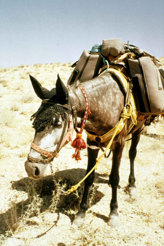 Zippy on the road to Damascus