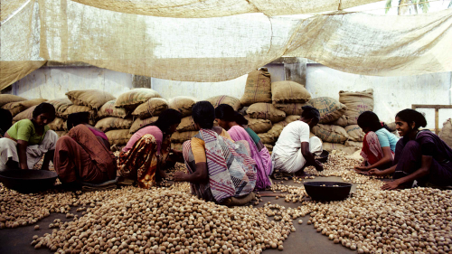 Sorting spices - Beypore