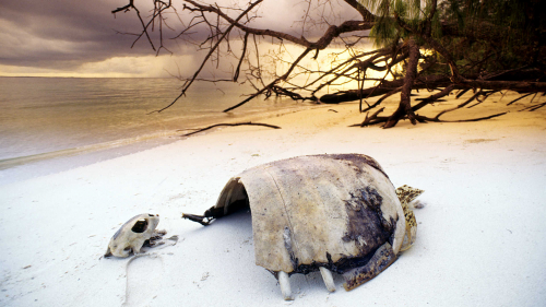 Dead turtle Enue Island