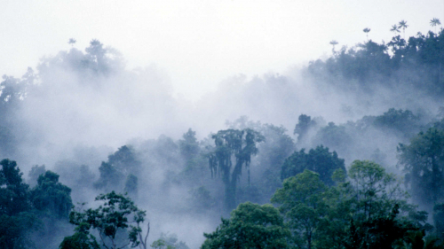 Rain forest - Waigeo - Irian Jaya