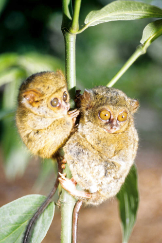 Tarsier and baby - Tangkoko