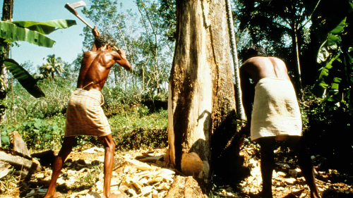 Felling teak - Malabar