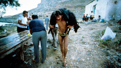 Carrying goat on shoulders to feast